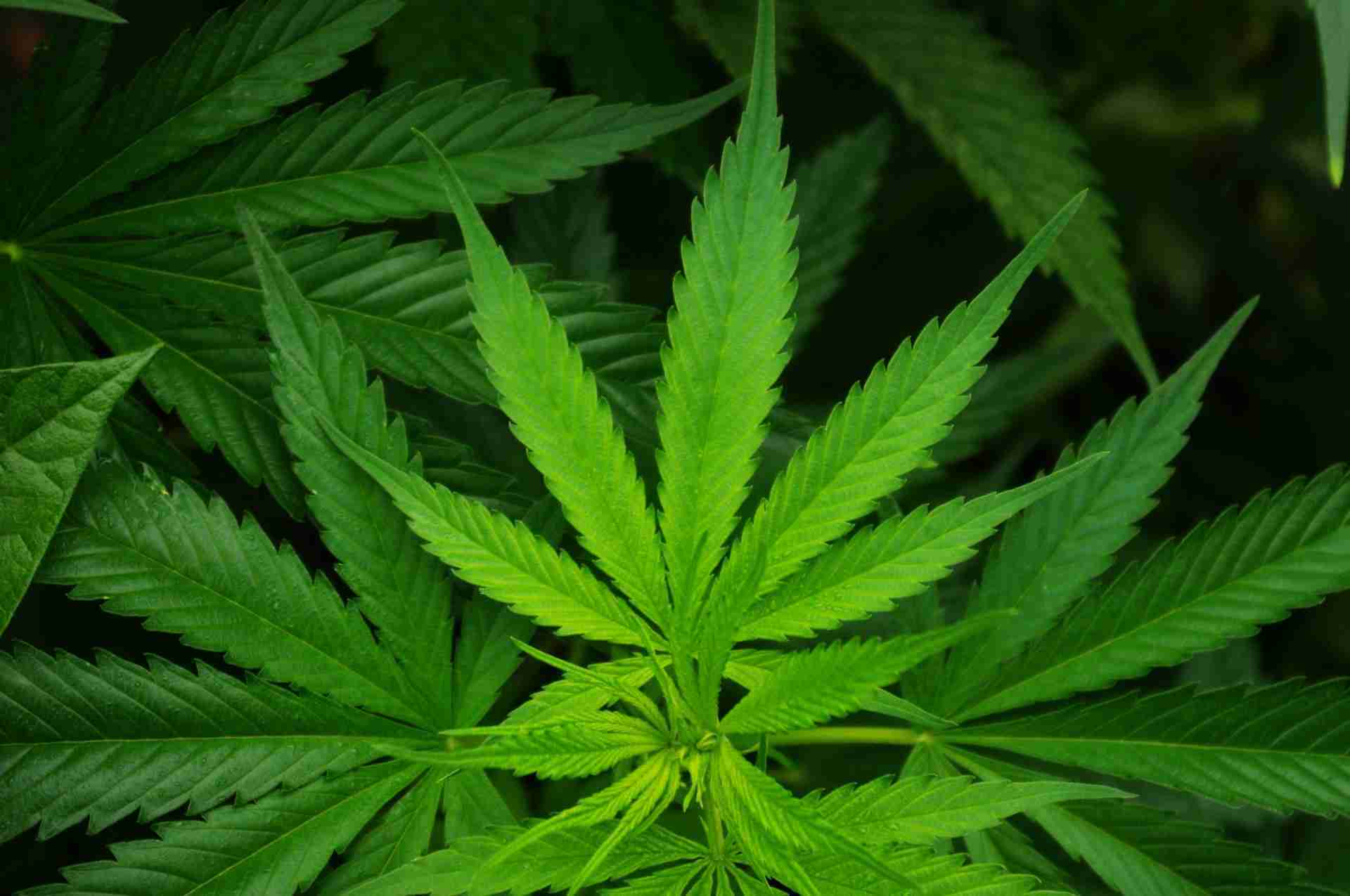 cannabis sativa leaf