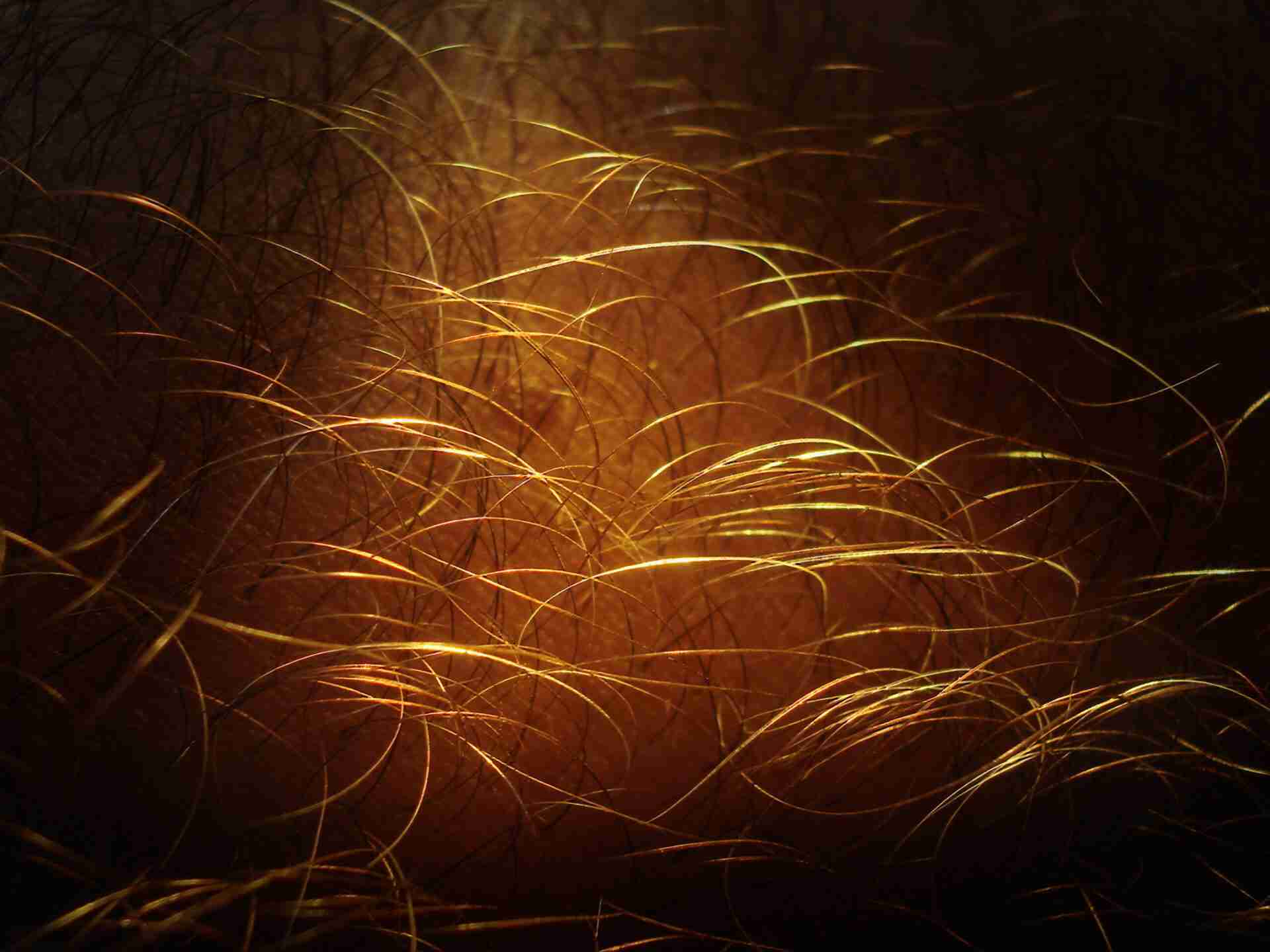 Human hair closeup 08960 nevit scaled