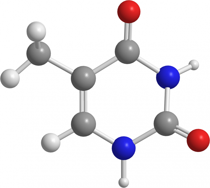 thymine 2901416 1280 e1619972307796