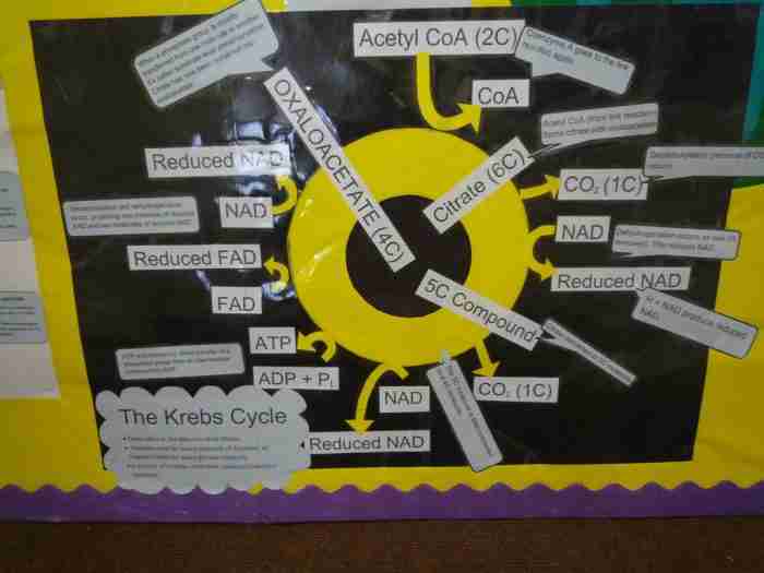 ciclo di Krebs