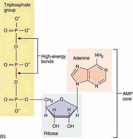ATP ATP