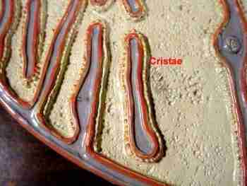 Cristae Cristae