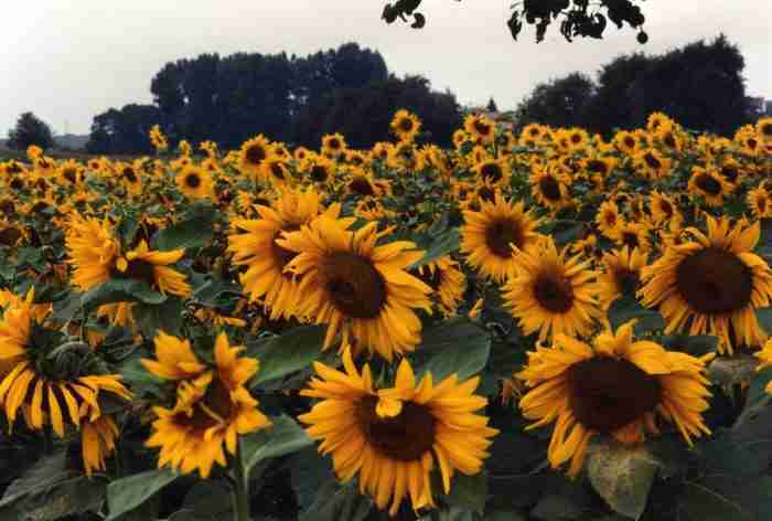 Sunflower e1620918865303