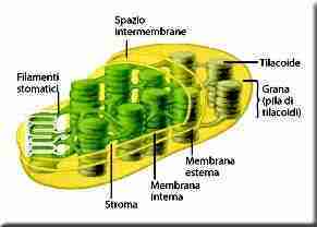 cloro_foglia cloro_foglia