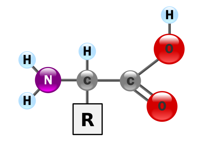 amminoacidi