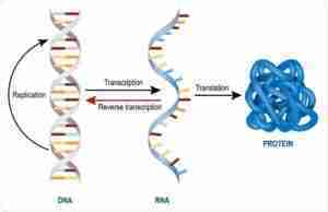 RNA