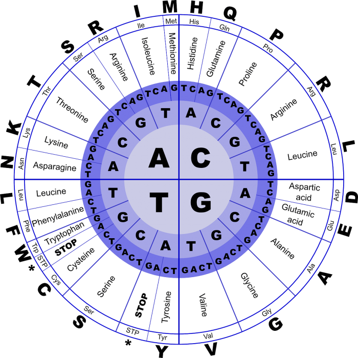 Determinazione degli amminoacidi in una proteina chimicamo e1618726319413