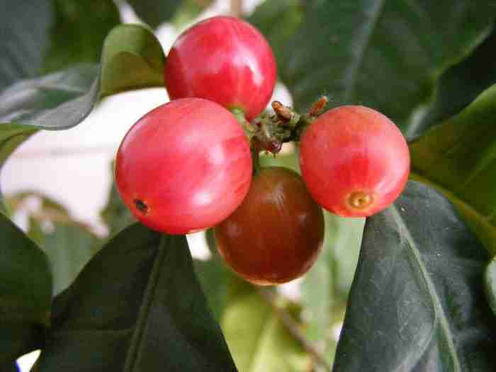 alcaloidi aromatici