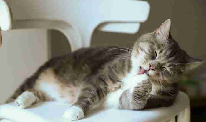 Urolitiasi felina chimicamo e1618580273754