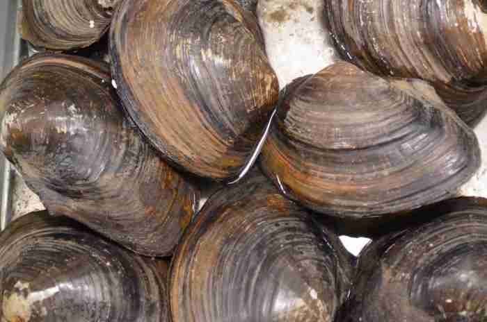 clam shells molluscs shellfish seafood marine mollusk aquatic 1250843 e1622393770665