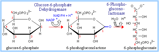 glucosio-6-fosfato