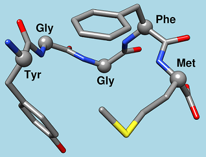 encefaline