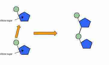 dinucleotide dinucleotide