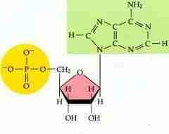 nucleotidi nucleotidi