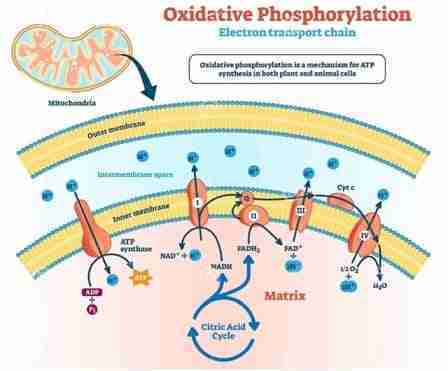 ossidazioni biologiche ossidazioni biologiche