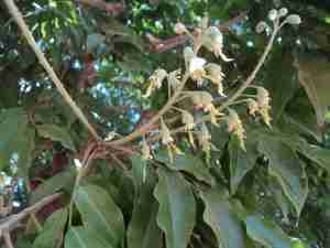 Myroxylon toluifer Myroxylon toluifer