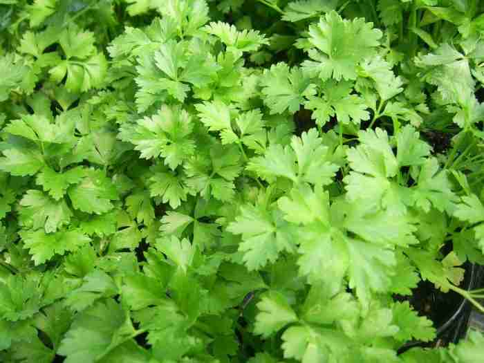flat leaf parsley e1620827870462