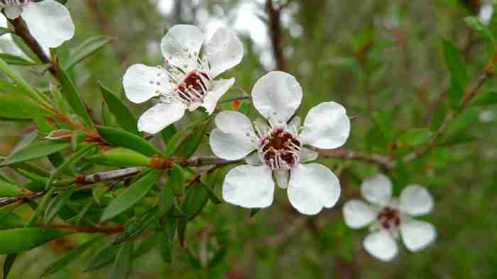 olio essenziale di tea tree