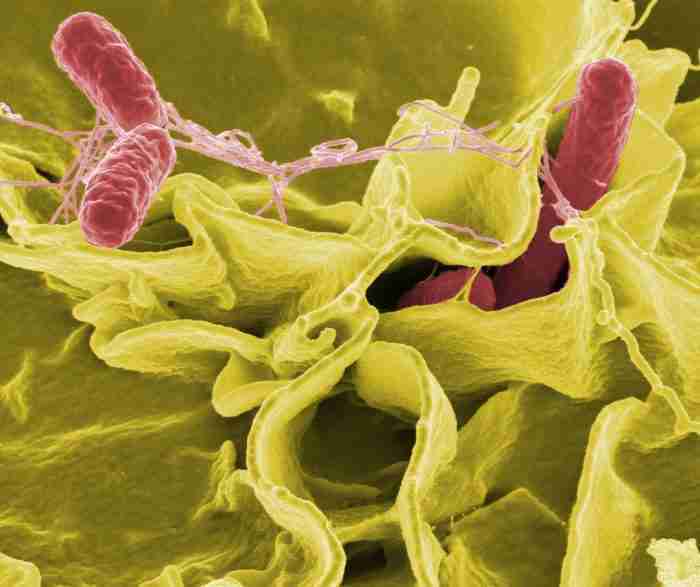 contaminanti negli alimenti