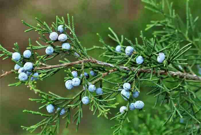 juniper berries close up e1620061442824