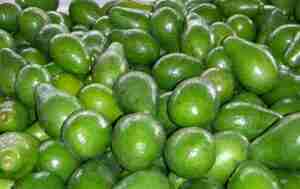 olio di avocado
