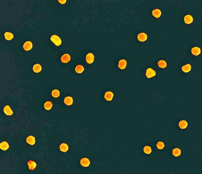 nanoparticelle
