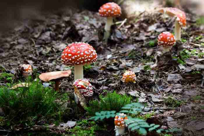 funghi velenosi  