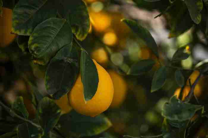 Limoni IGP chimicamo e1617807006274