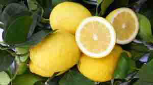 limoni