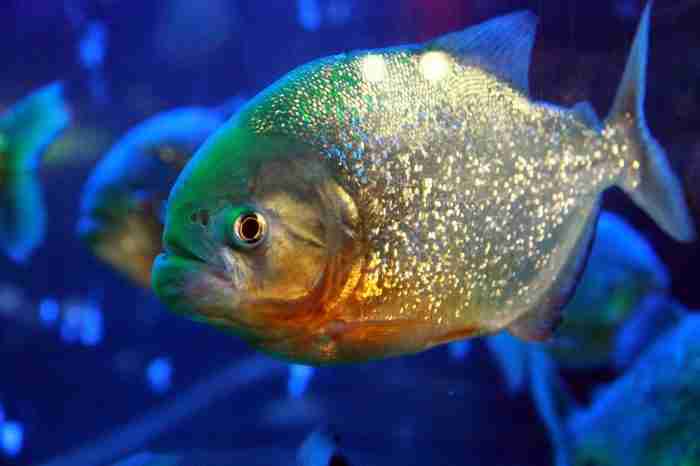 soluzione piranha