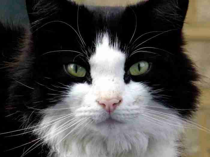 Cloruro di benzalconio attenti al gatto chimicamo e1616221215979