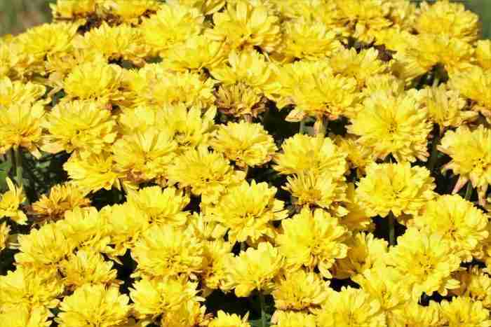 composti naturali