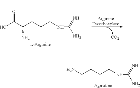 agmatina