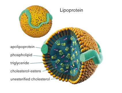 lipoproteine