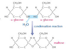 disaccaride