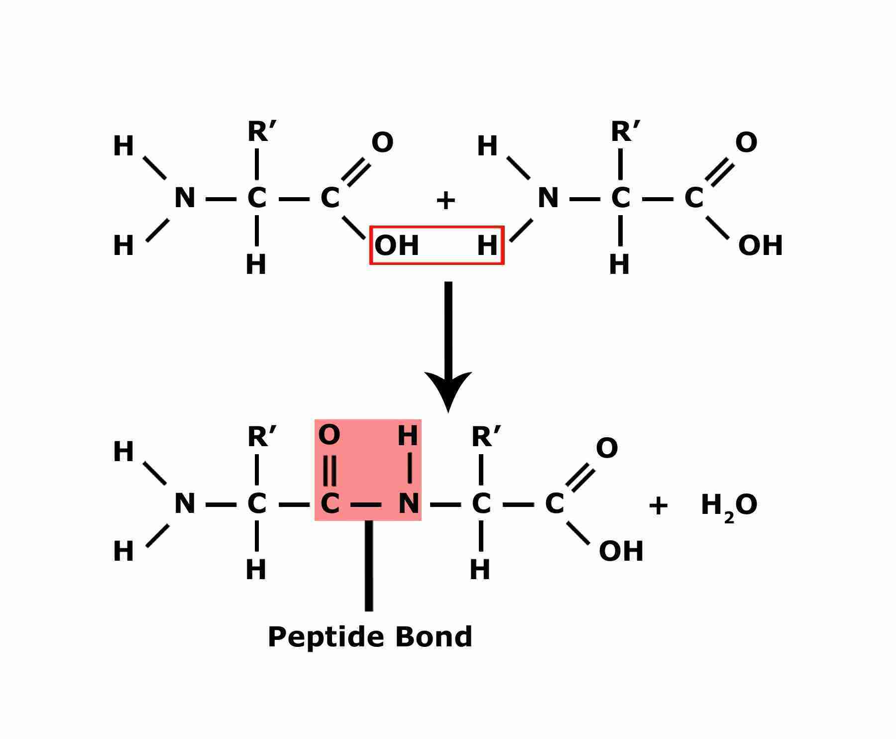 peptide