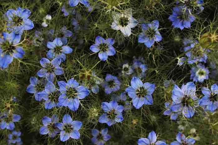 Acqua micellare chimicamo e1616432981772