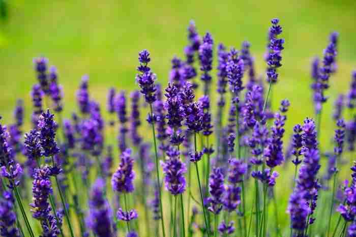 Lavanda chimicamo e1616482634163