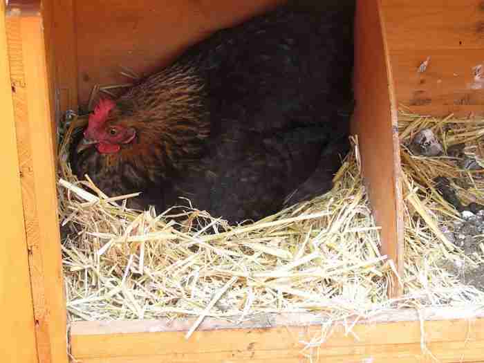 Uova pericolo fipronil chimicamo e1616510927303