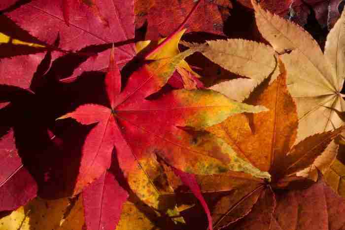 I colori dellautunno chimicamo e1617725217591