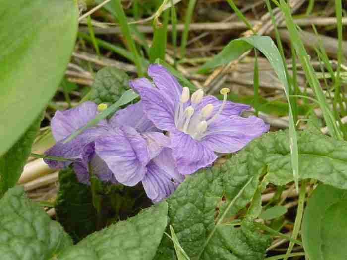 mandragola negli spinaci chimicamo e1616698849341