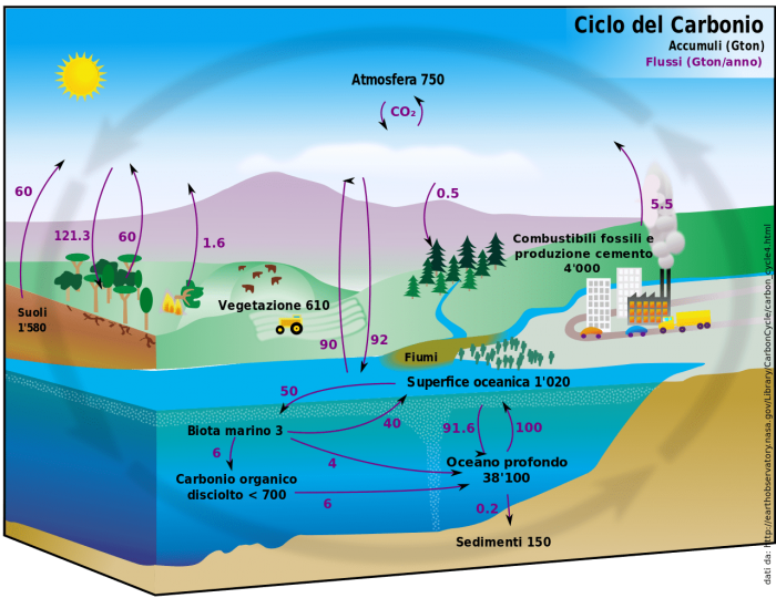 Ciclo del carbonio chimicamo e1617522677521
