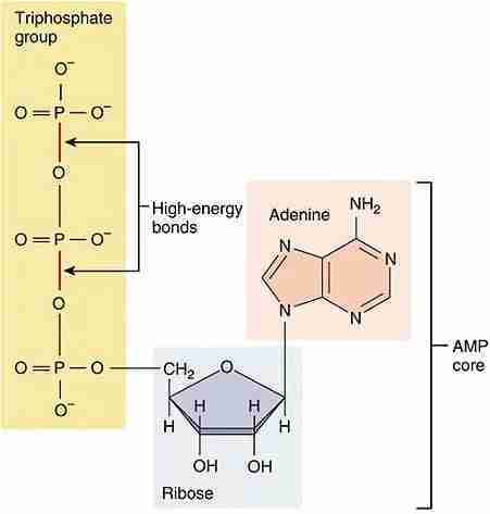 ATP ATP
