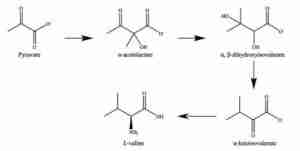 biosintesi biosintesi