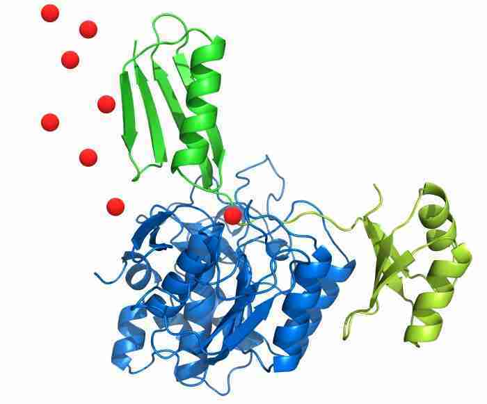 Fattori che influenzano l’attività enzimatica chimicamo e1617256749967