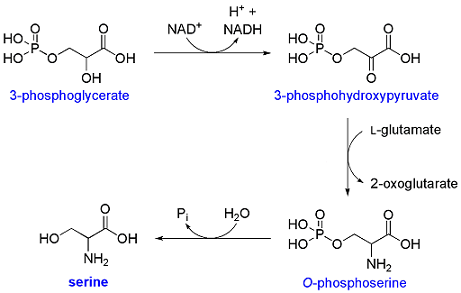 biosintesi serina