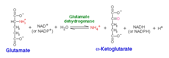 glutammato deidrogenasi