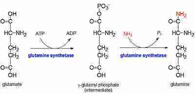 glutammina