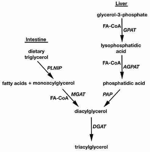 biosintesi biosintesi