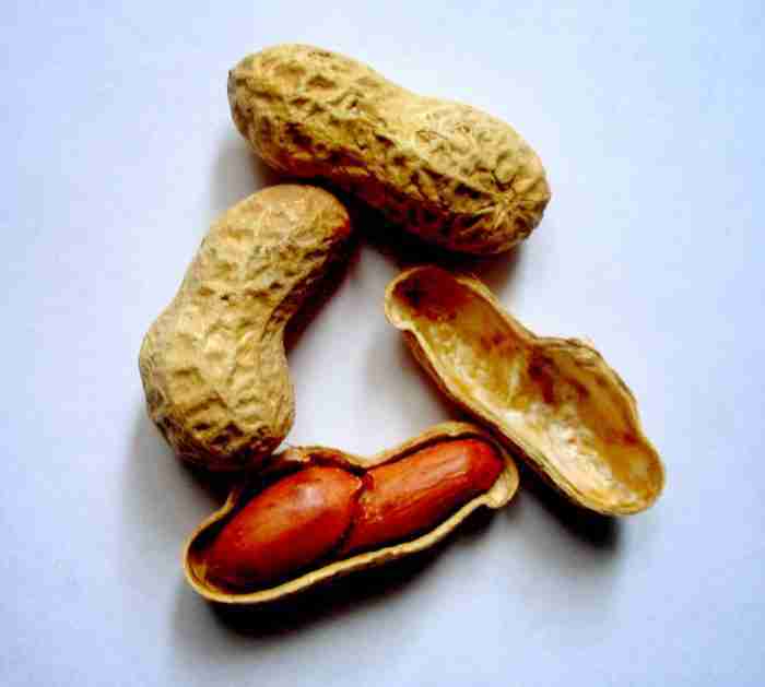 Arachis hypogaea peanuts e1617168868345